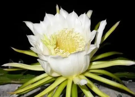 剑花是什么植物