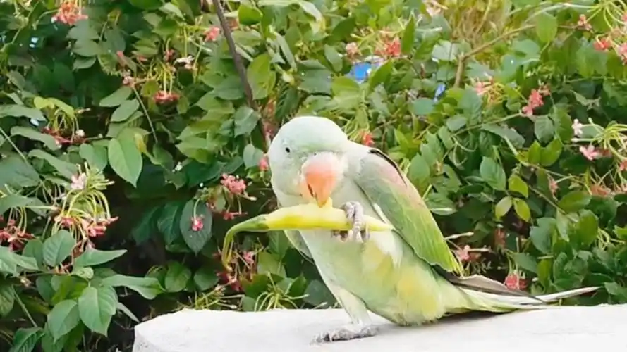 主人给鹦鹉吃辣椒,下一秒憋住别笑,镜头记录全程