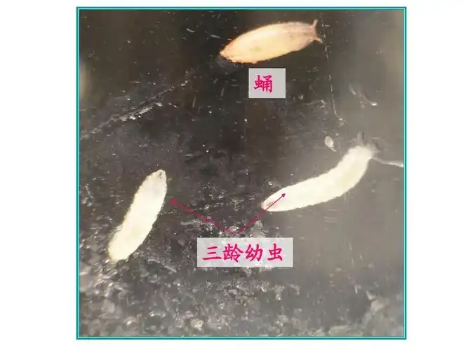 遗传学-果蝇唾腺染色体的观察ppt