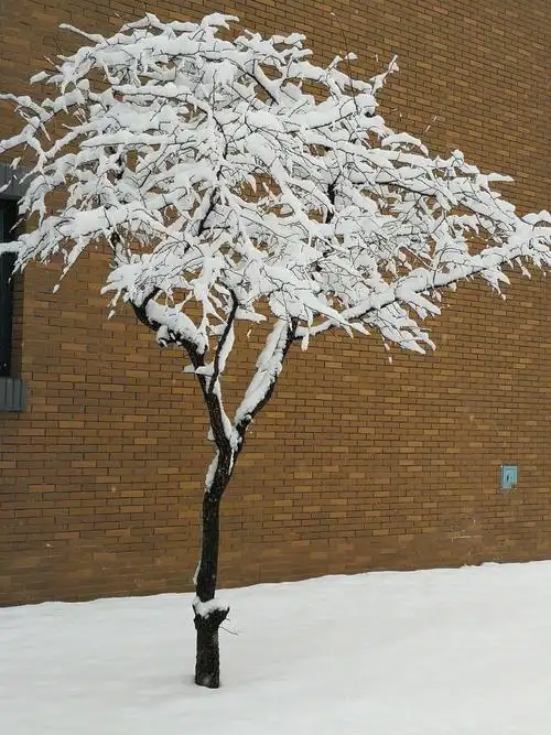 飞雪迎春-长白山下春雪