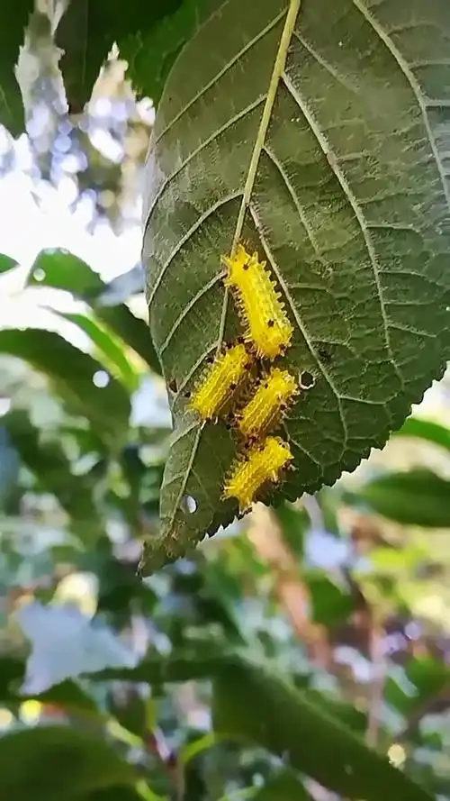 这虫子是刺蛾的幼虫,吃树叶,体毛蜇人,人见人怕,据说很多鸟都不敢吃它