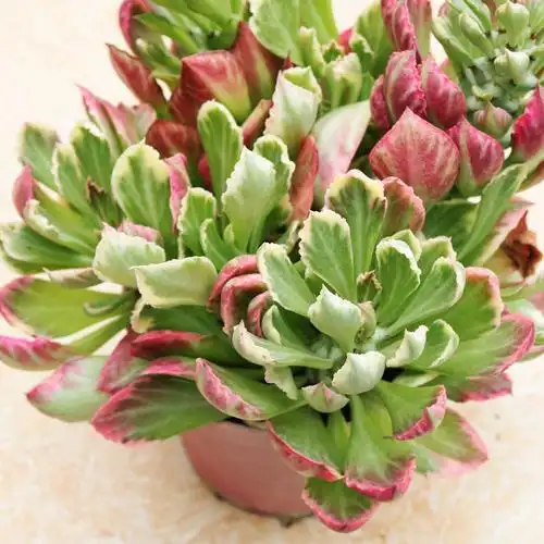 花田田舍将军阁多头老桩多肉植物翡翠阁群生大颗多肉植物