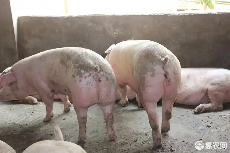 [三元猪批发] 外三元价格面议 - 惠农网