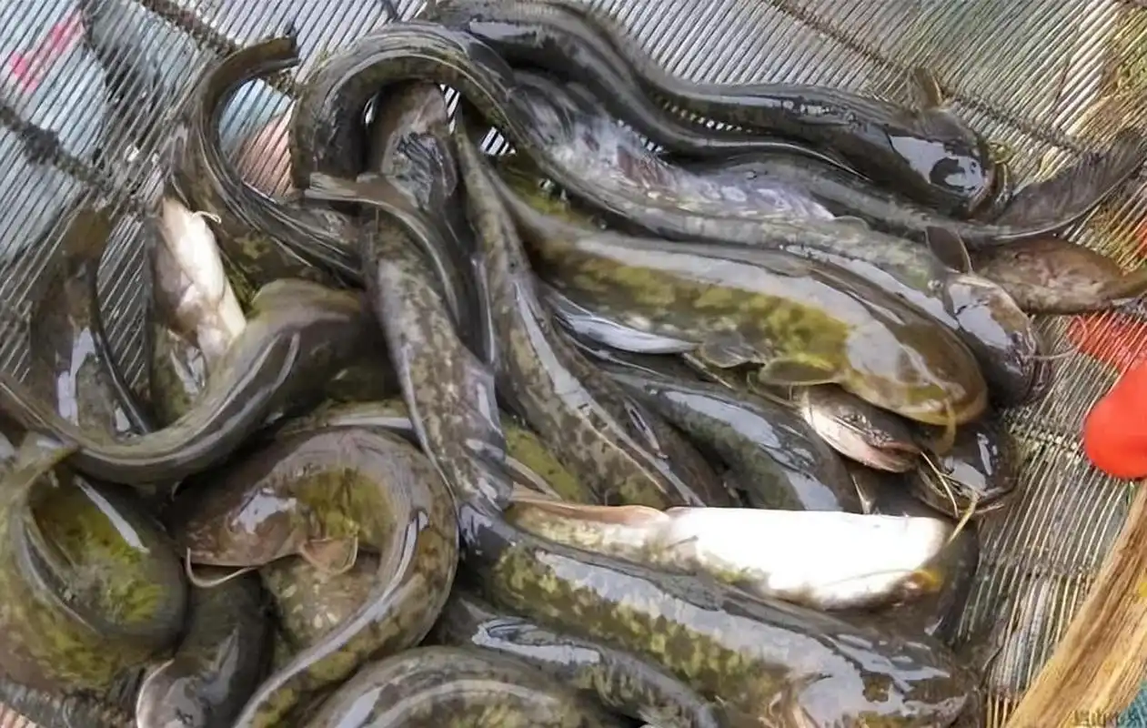 鲶鱼的名声是怎么变"臭"的?