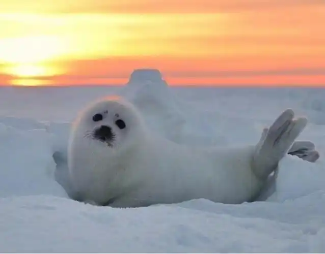 3月1日还是#国际海豹日#,希望大家在欣赏海豹呆萌,可爱的同时,也学会