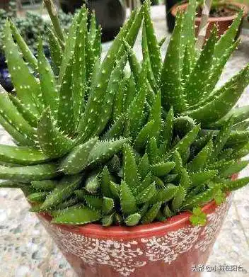 芦荟怎么养养芦荟记住三个技巧