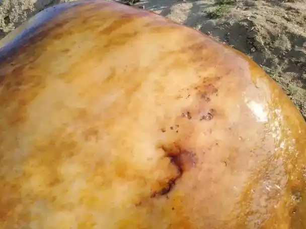 3000公斤金丝玉原石现身新疆,这位牧民的做法让人敬佩!