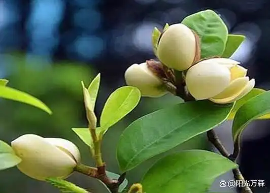 闻春天开放的十大香花聆听它的诗句典故