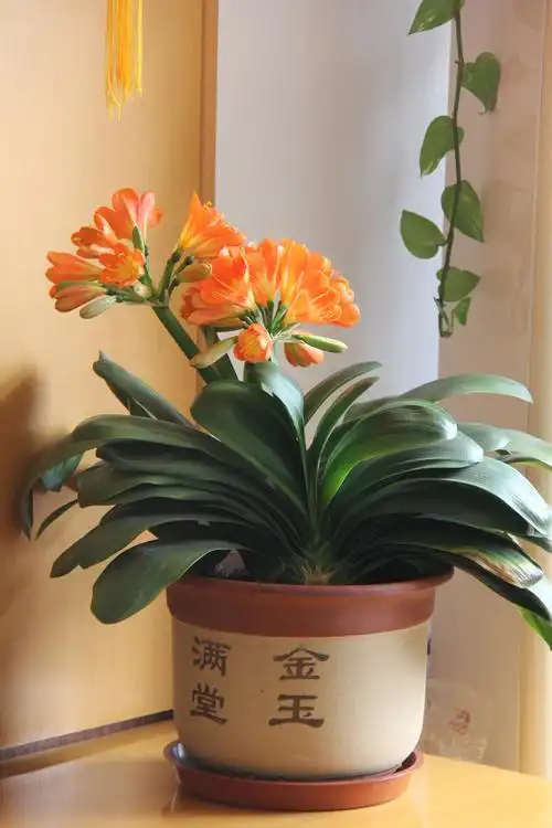 阳台上的君子兰很争气,年年开花,现在又开花了.开得挺好.