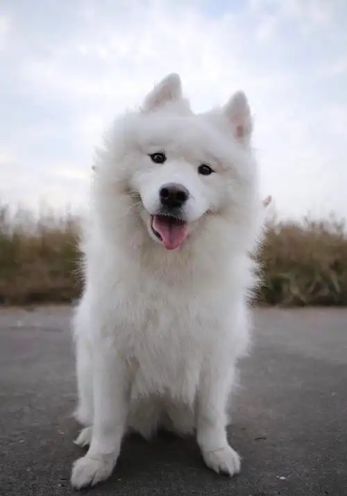 转让成年纯种萨摩