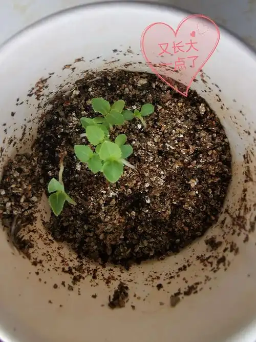 格桑花 六三班 刘珈豪