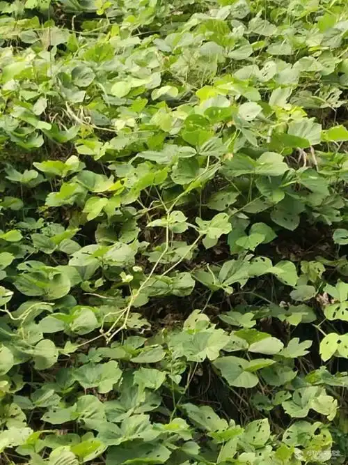 出售存天然葛根粉