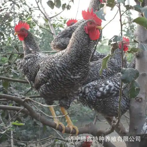 芦花鸡养殖场 常年对外批发芦花鸡种苗 成品芦花鸡