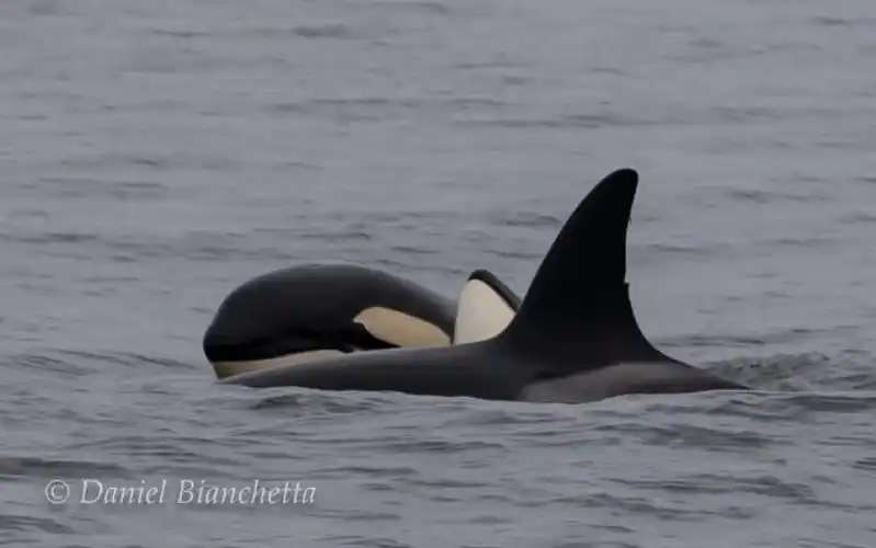 check out these insanely close photos of killer whales in