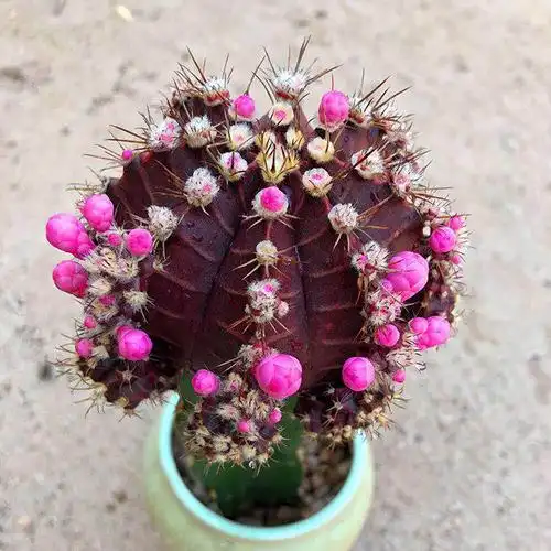 紫牡丹开花仙人球多肉植物带柱子室内阳台盆栽花卉吸甲醛多肉盆栽