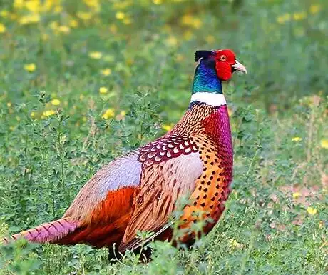 七彩山鸡-七彩山鸡-钱氏大型禽业