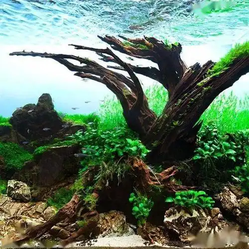 盘点五种常见造景沉木的特点一起来涨姿势