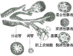 唾液腺的一般结构      (1)腺泡:浆液性腺泡,黏液性腺泡,混合性腺泡.