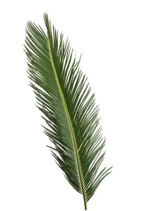 我喜爱的植物——铁树