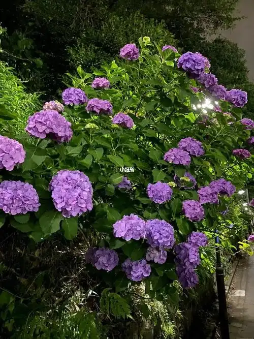 美极了!78日本又到了紫阳花绽放的季节啦!