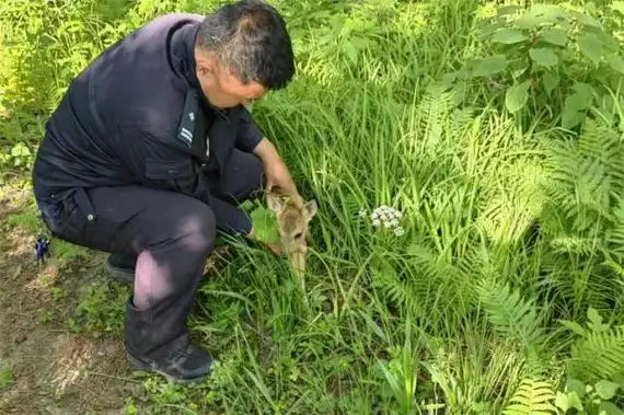 野生狍子幼崽和狍妈妈走散,却遇到了暖心的警察"爸爸"