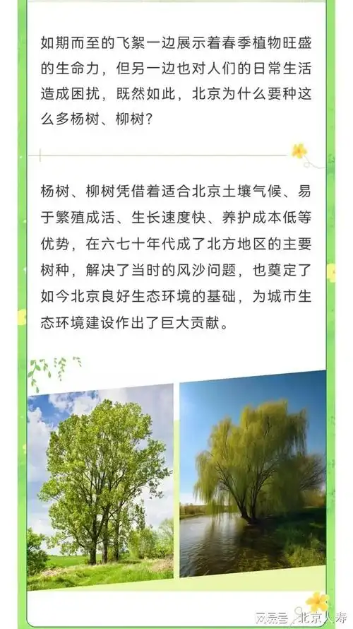 春天里的小雪花柳絮杨絮的学问可不少