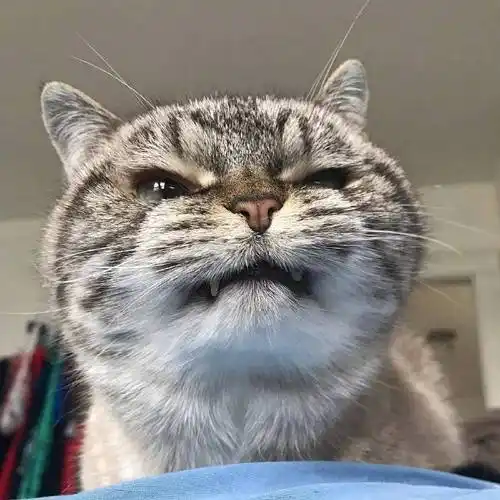 猫猫的表情能有多拽