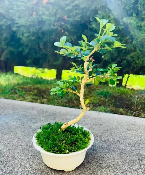 温哥华小叶雀舌黄杨盆景