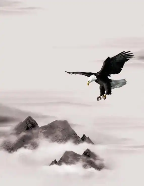 孤鹰,雪山雄鹰 雪峰冰凝透骨寒, 山峭路滑难登攀. 雄风傲骨 - 抖音