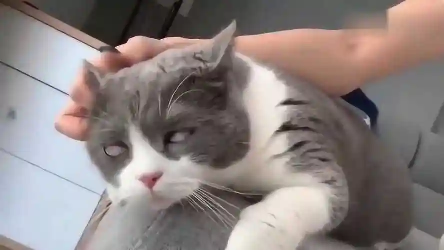 主人帮猫咪挠脖子,猫咪舒服的翻白眼