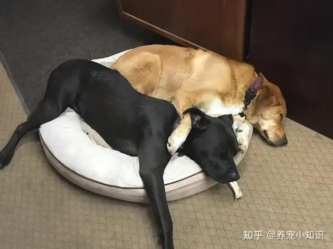 生活开心幸福的狗狗,不是被告知它能睡哪个地方,能够上床;而是它在家