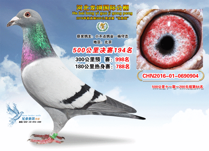 决赛181—210名获奖鸽照片 - 河北龙翊国际赛鸽公棚 - 中信网各地公棚