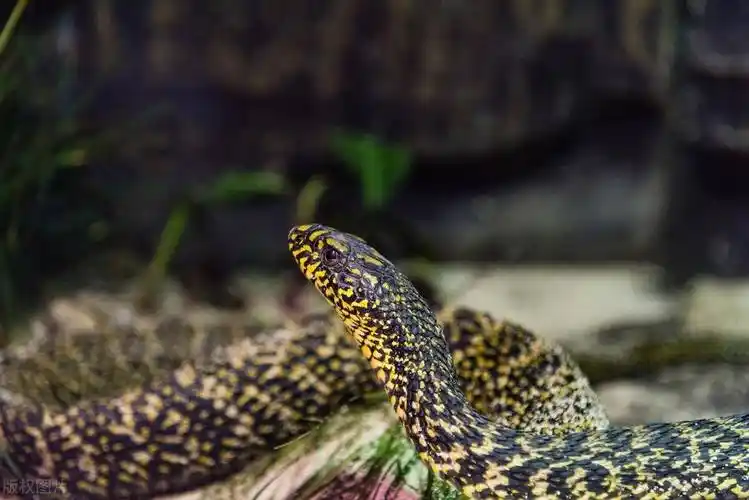 重庆一餐馆现2米菜花蛇,气味奇臭无比,为何能成为毒蛇克星?