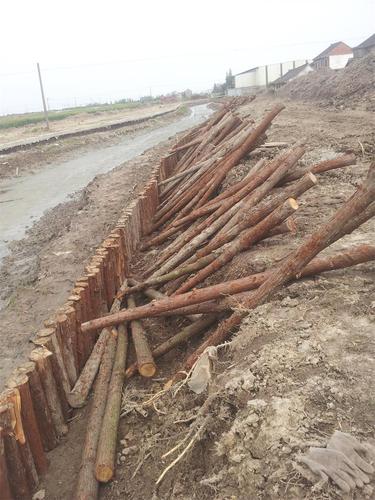 河道驳岸工程用杉木桩 杉木桩|驳岸杉木桩|河道打桩杉木桩|绿化杉木杆