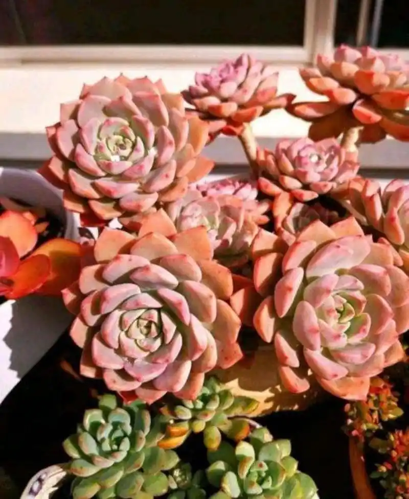 带你认识多肉——红粉佳人 红粉佳人是景天科 拟石莲花属 别名"粉红