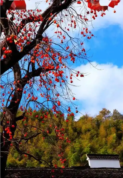 在绚烂多彩的秋天里,灰瓦砖墙,炊烟袅袅的古村落,也别有一番美景非殚