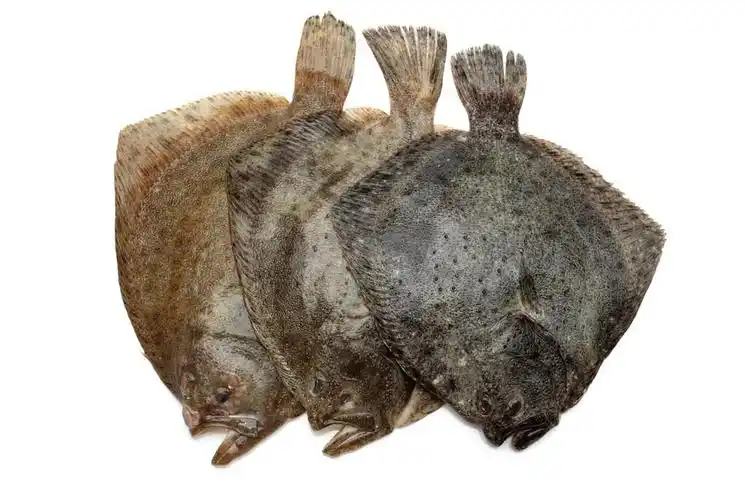 牙鲆鱼,在白色背景上的新鲜牙鲆鱼