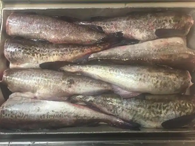 狭鳕的形态特征