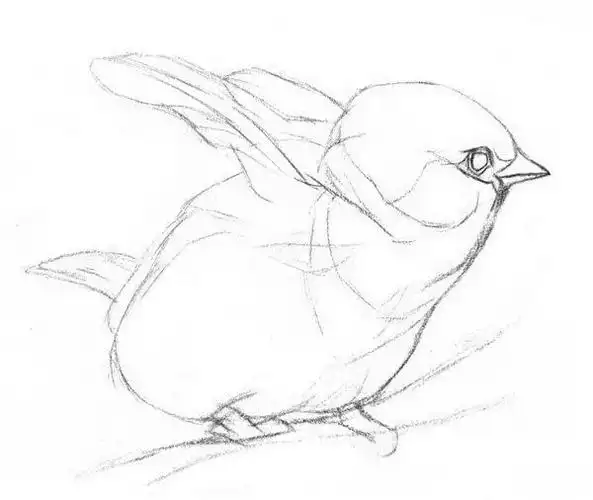 新手学画画从什么开始 小麻雀简笔画素描教程