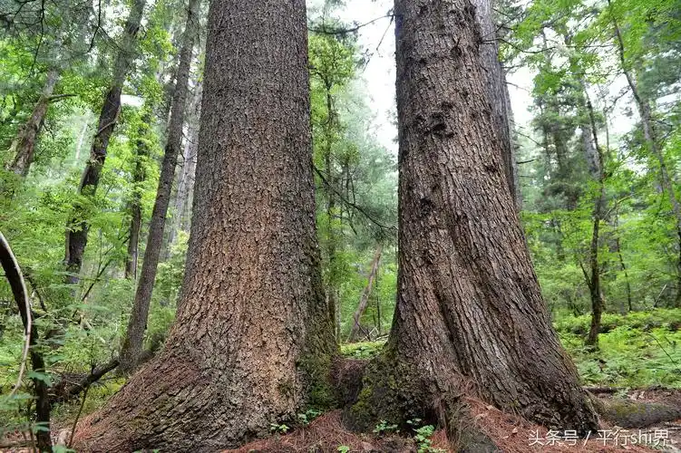 最后净土探秘中国最美的原始森林