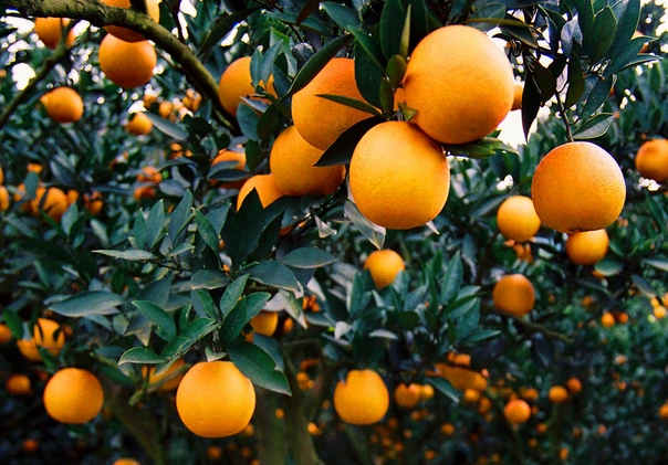 巴基斯坦柑橘:可能与中国竞争印尼市场