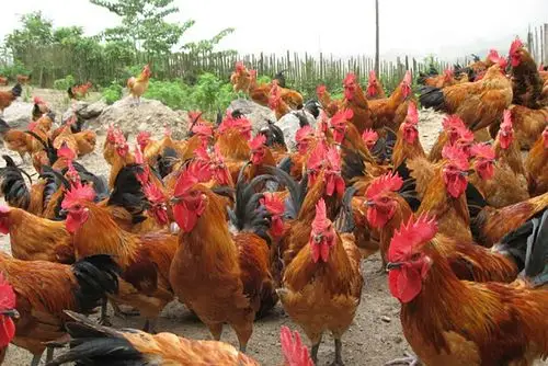美食推介大骨鸡