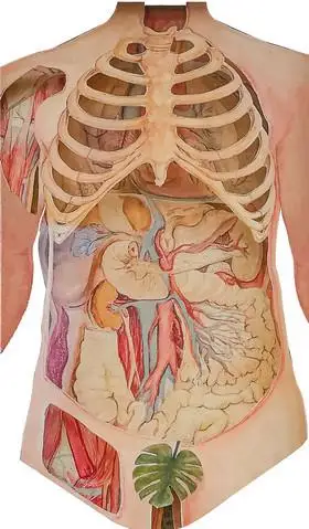 人体结构组织关系解刨梳理图片