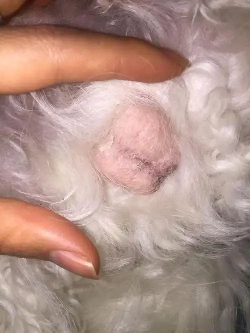 小狗蛋蛋上起皮怎么回事?