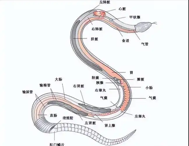 08年云南一老人出殡,生前救下的巨蟒咬死其儿女,村民却拍手叫好