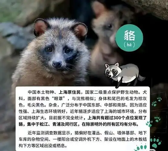 一丘之貉的貉不读hè,正确读音是什么?"貉"究竟是什么动物?