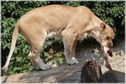 母狮子图片第18张