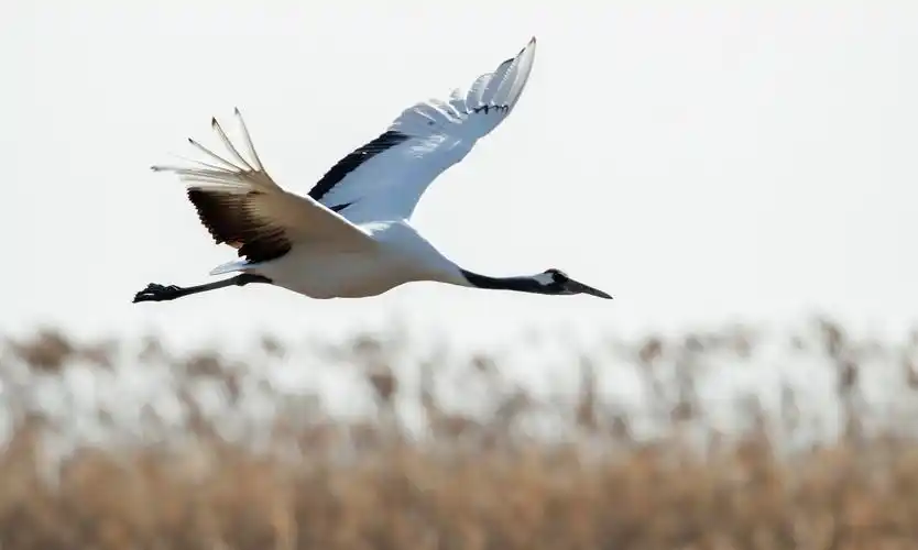 优美的舞蹈家--丹顶鹤