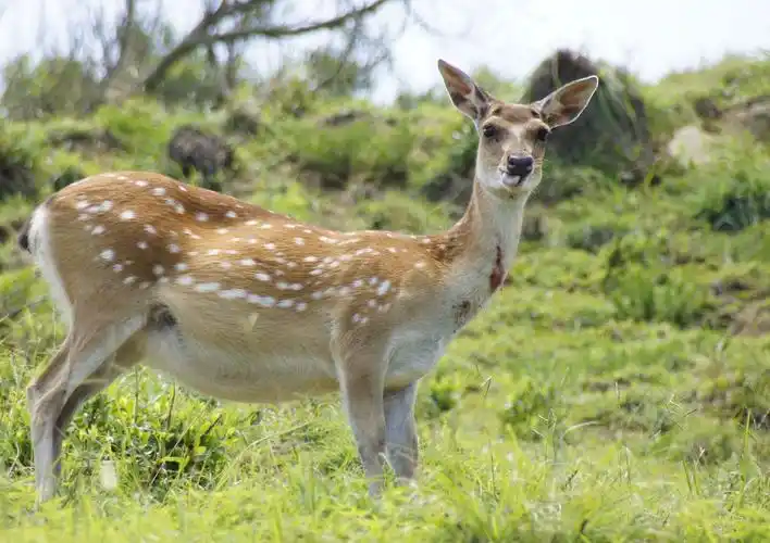 描述:母鹿                   图片