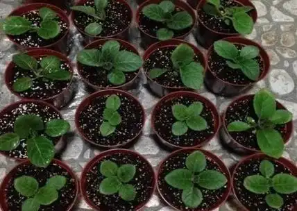 大岩桐怎么分苗移栽过程图解7